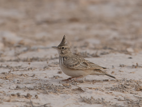 Töyhtökiuru, Crested Lark, Galerida cristata