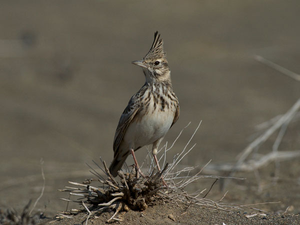 Töyhtökiuru, Crested Lark, Galerida cristata