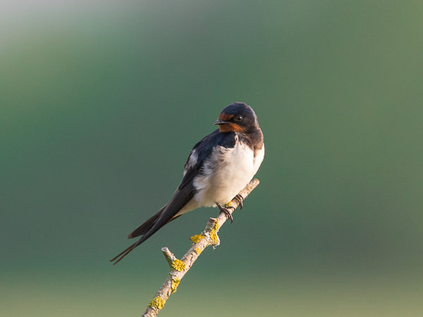 Haarapääsky, Barn Swallow, Hirundo rustica