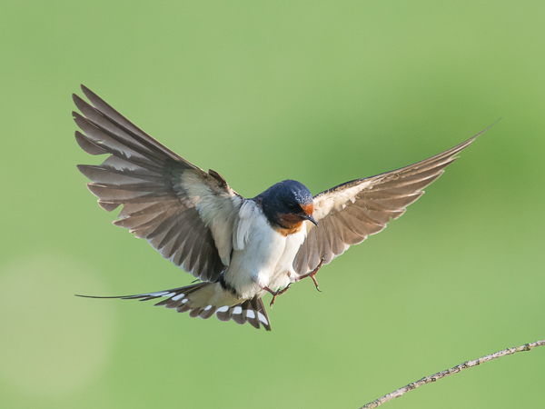Haarapääsky, Barn Swallow, Hirundo rustica
