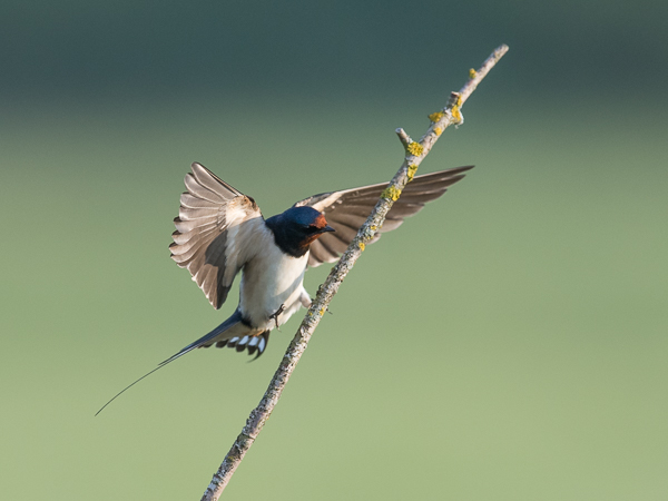 Haarapääsky, Barn Swallow, Hirundo rustica