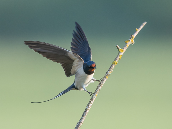 Haarapääsky, Barn Swallow, Hirundo rustica