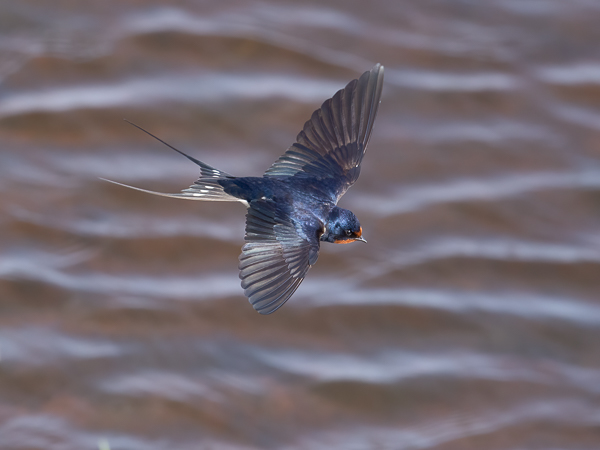 Haarapääsky, Barn Swallow, Hirundo rustica