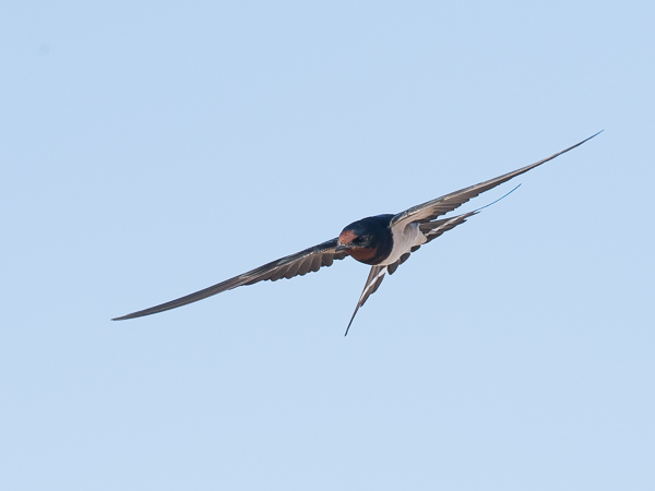 Haarapääsky, Barn Swallow, Hirundo rustica