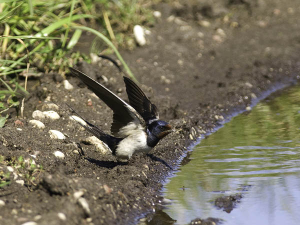 Haarapääsky, Barn Swallow, Hirundo rustica