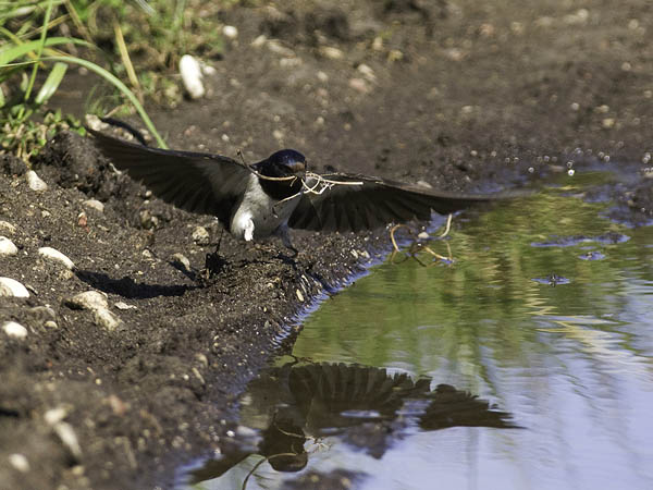 Haarapääsky, Barn Swallow, Hirundo rustica