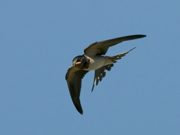 Haarapääsky, Barn Swallow, Hirundo rustica