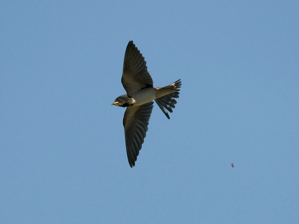 Haarapääsky, Barn Swallow, Hirundo rustica