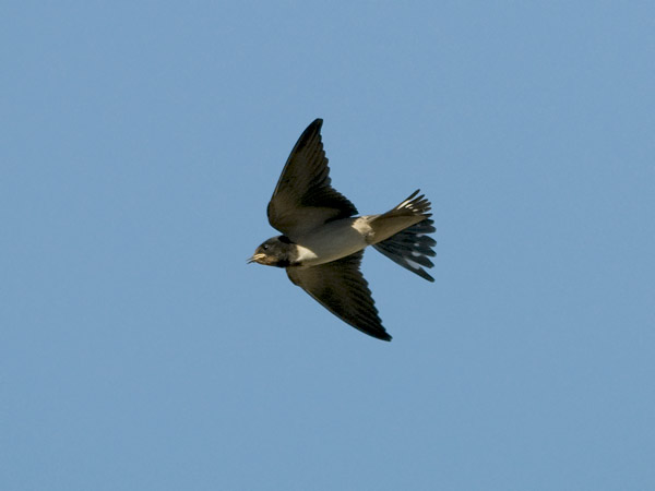 Haarapääsky, Barn Swallow, Hirundo rustica