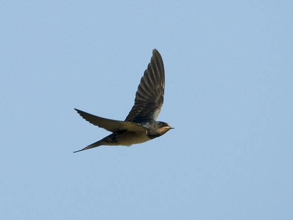 Haarapääsky, Barn Swallow, Hirundo rustica