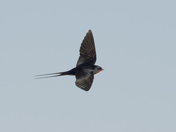 Haarapääsky, Barn Swallow, Hirundo rustica