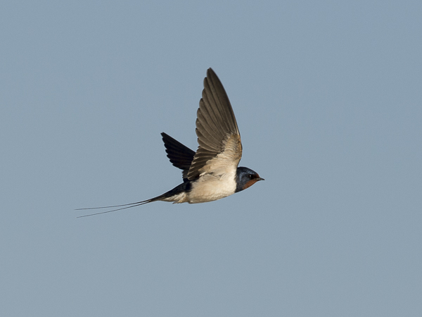 Haarapääsky, Barn Swallow, Hirundo rustica