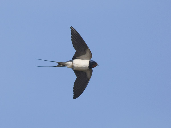 Haarapääsky, Barn Swallow, Hirundo rustica