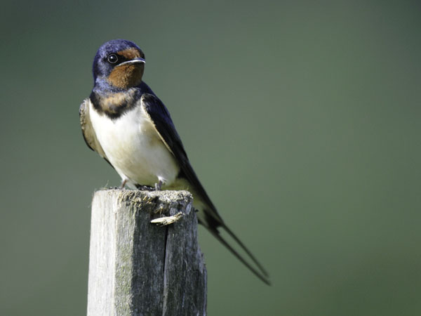 Haarapääsky, Barn Swallow, Hirundo rustica