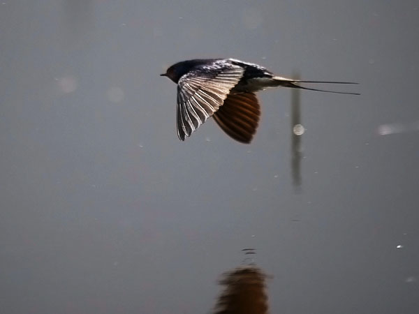 Haarapääsky, Barn Swallow, Hirundo rustica