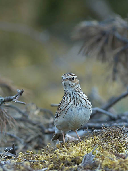 Kangaskiuru, Wood Lark, Lullula arborea