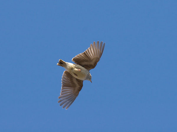 Kangaskiuru, Wood Lark, Lullula arborea