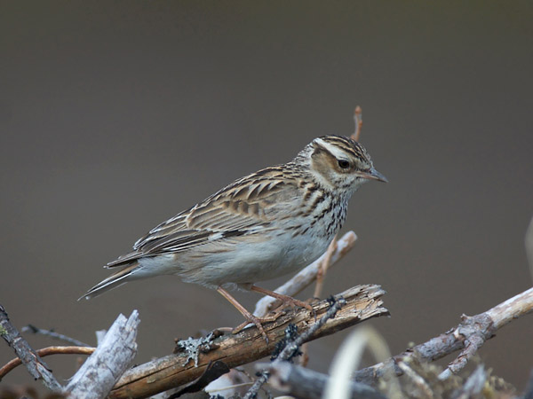 Kangaskiuru, Wood Lark, Lullula arborea