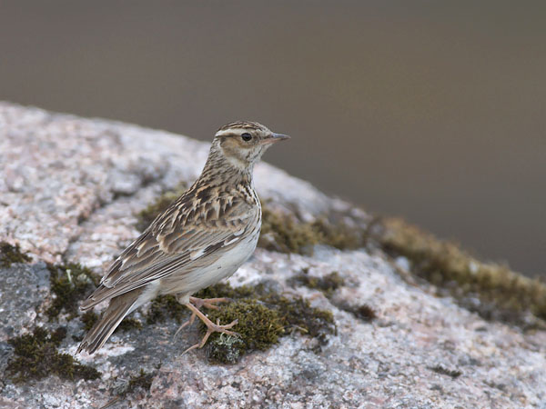 Kangaskiuru, Wood Lark, Lullula arborea
