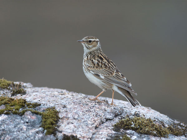Kangaskiuru, Wood Lark, Lullula arborea