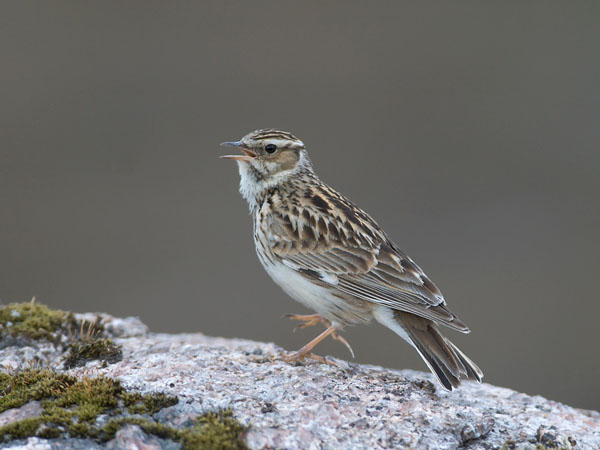 Kangaskiuru, Wood Lark, Lullula arborea