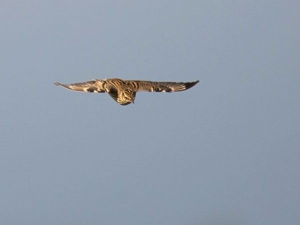 Kangaskiuru, Wood Lark, Lullula arborea
