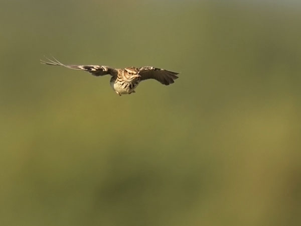 Kangaskiuru, Wood Lark, Lullula arborea