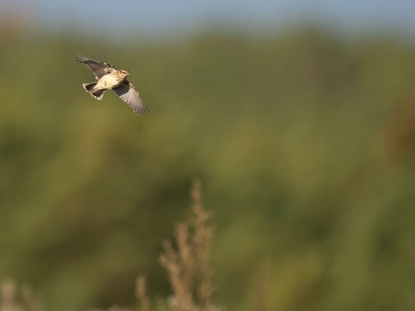 Kangaskiuru, Wood Lark, Lullula arborea