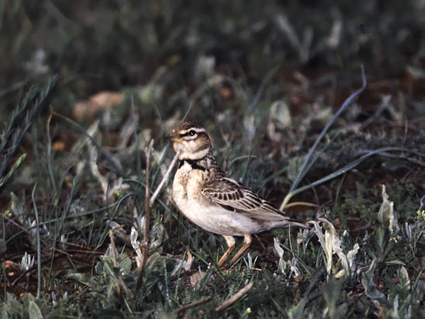 Ylänkökiuru, Bimaculated Lark, Melanocorypha bimaculata