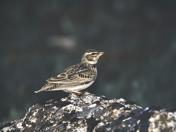 Ylänkökiuru, Bimaculated Lark, Melanocorypha bimaculata