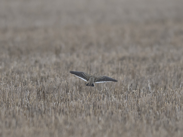 Arokiuru, Calandra Lark, Melanocorypha calandra