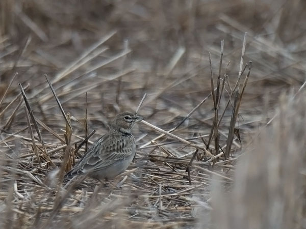 Arokiuru, Calandra Lark, Melanocorypha calandra
