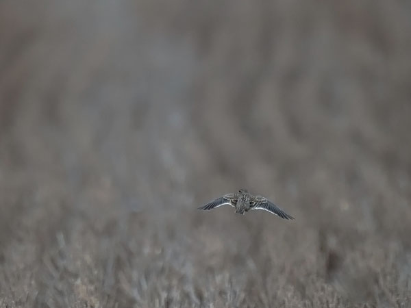 Arokiuru, Calandra Lark, Melanocorypha calandra