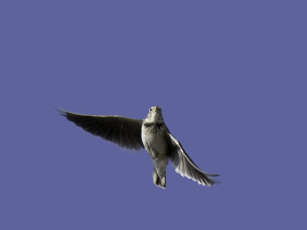 Arokiuru, Calandra Lark, Melanocorypha calandra