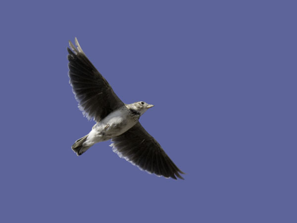 Arokiuru, Calandra Lark, Melanocorypha calandra