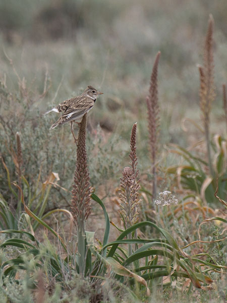 Arokiuru, Calandra Lark, Melanocorypha calandra