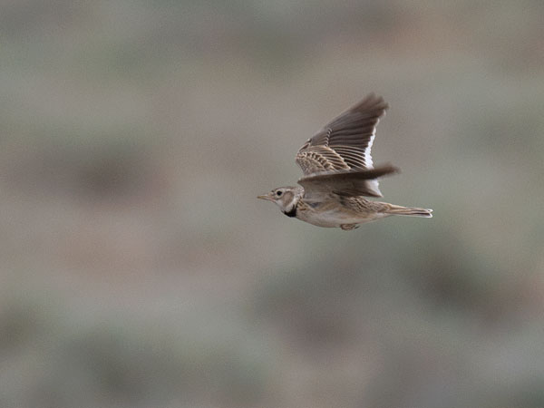 Arokiuru, Calandra Lark, Melanocorypha calandra