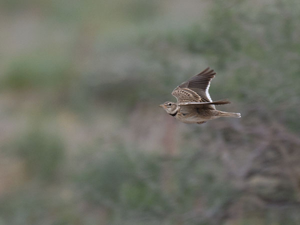 Arokiuru, Calandra Lark, Melanocorypha calandra