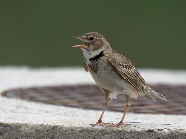 Arokiuru, Calandra Lark, Melanocorypha calandra