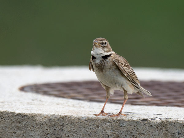 Arokiuru, Calandra Lark, Melanocorypha calandra