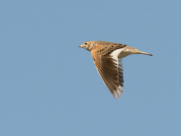Valkosiipikiuru, White-winged Lark, Melanocorypha leucoptera
