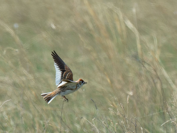 Valkosiipikiuru, White-winged Lark, Melanocorypha leucoptera