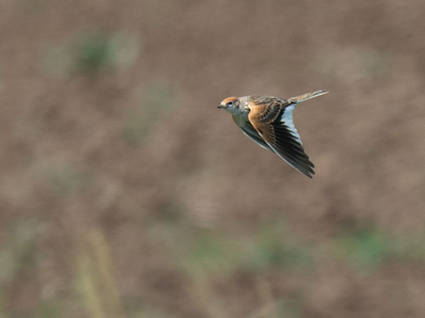 Valkosiipikiuru, White-winged Lark, Melanocorypha leucoptera
