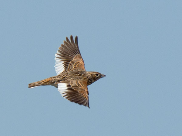 Valkosiipikiuru, White-winged Lark, Melanocorypha leucoptera