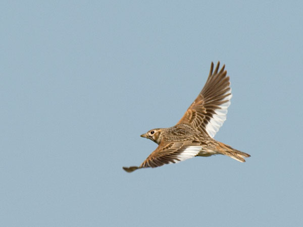 Valkosiipikiuru, White-winged Lark, Melanocorypha leucoptera