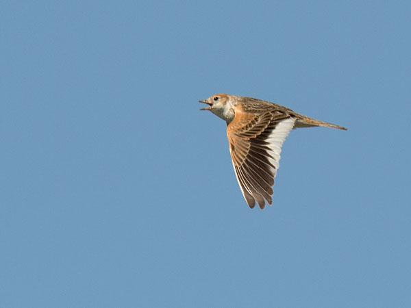 Valkosiipikiuru, White-winged Lark, Melanocorypha leucoptera