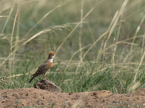 Valkosiipikiuru, White-winged Lark, Melanocorypha leucoptera