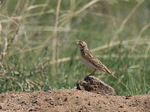 Valkosiipikiuru, White-winged Lark, Melanocorypha leucoptera