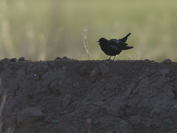 Mustakiuru, Black Lark, Melanocorypha yeltoniensis
