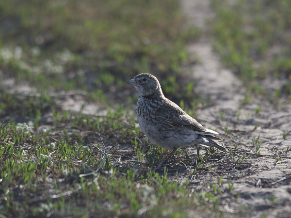 Mustakiuru, Black Lark, Melanocorypha yeltoniensis